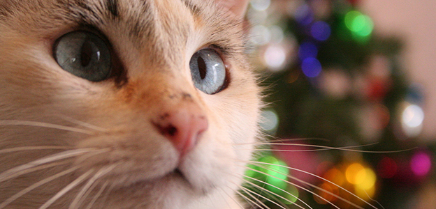 Christmas Cat | OrnamentShop.com