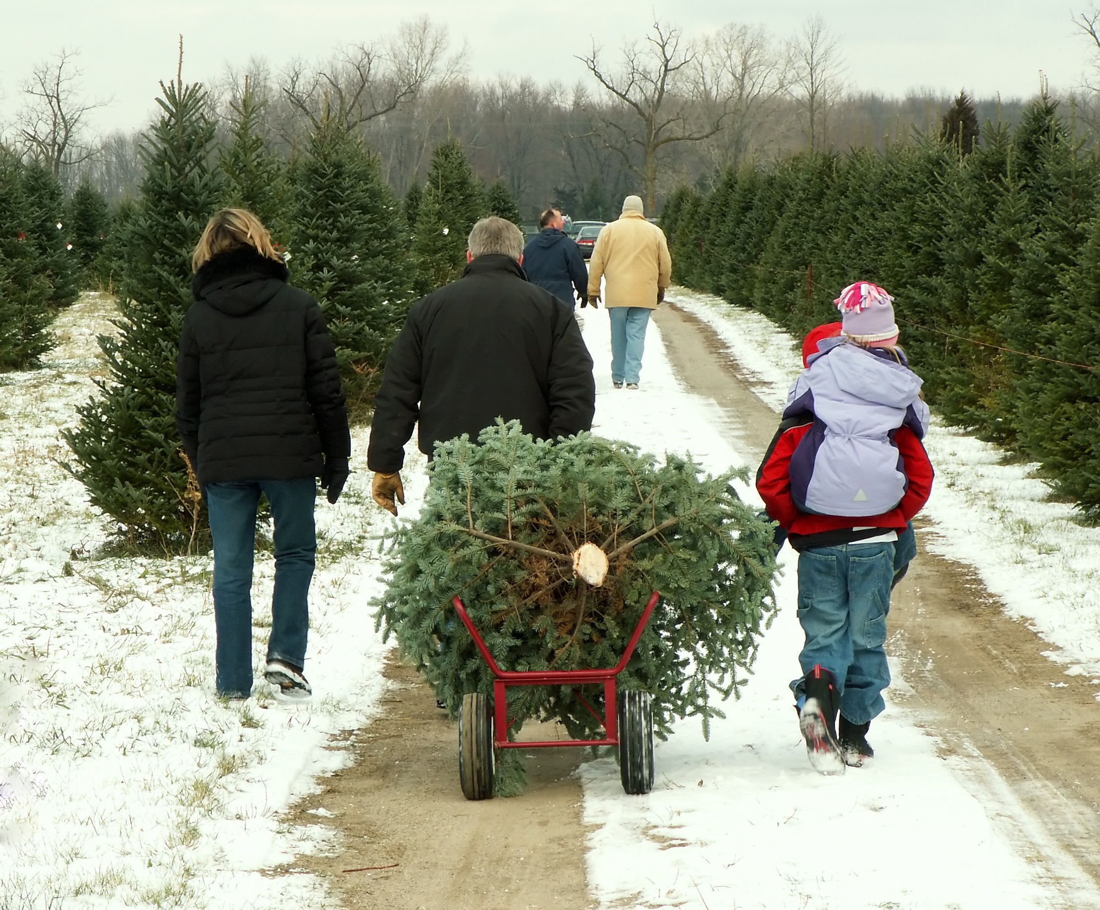Choosing The Perfect Christmas Tree | OrnamentShop.com