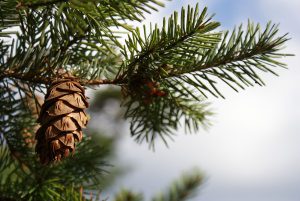 Douglas Fir Christmas Tree | OrnamentShop.com