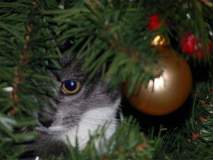 Keep Your Pets Away From Your Christmas Tree | OrnamentShop.com